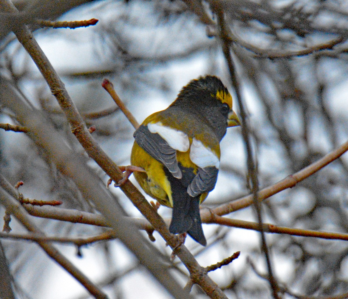עב-מקור ערב - ML646749071