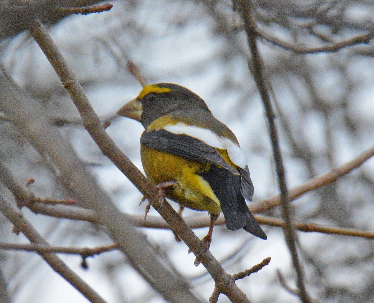 עב-מקור ערב - ML646749072