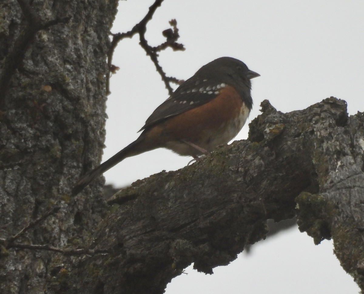 Spotted Towhee - ML646749073