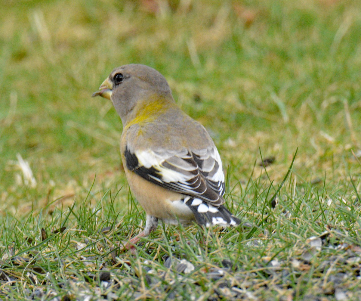 עב-מקור ערב - ML646749075