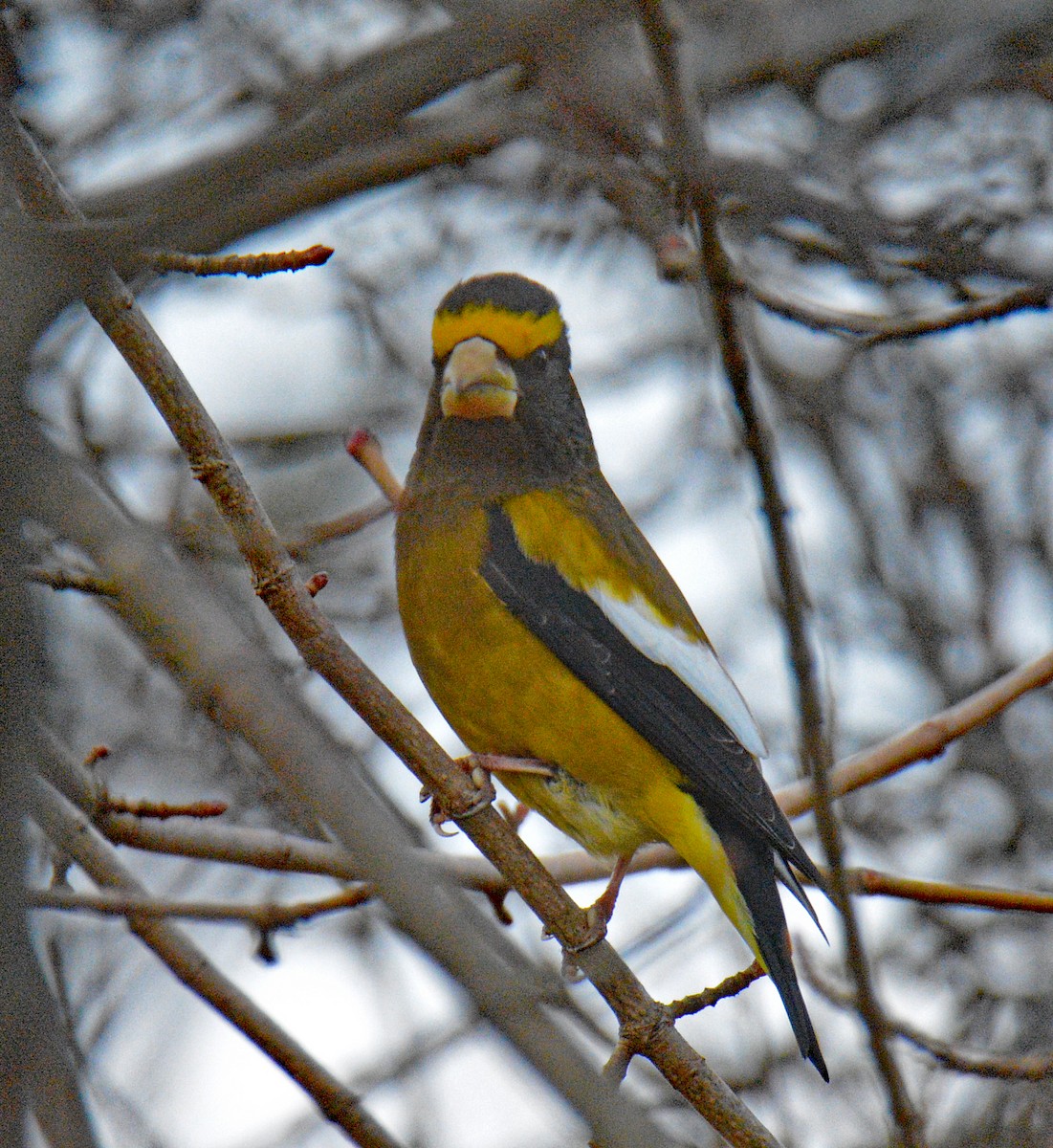 עב-מקור ערב - ML646749076