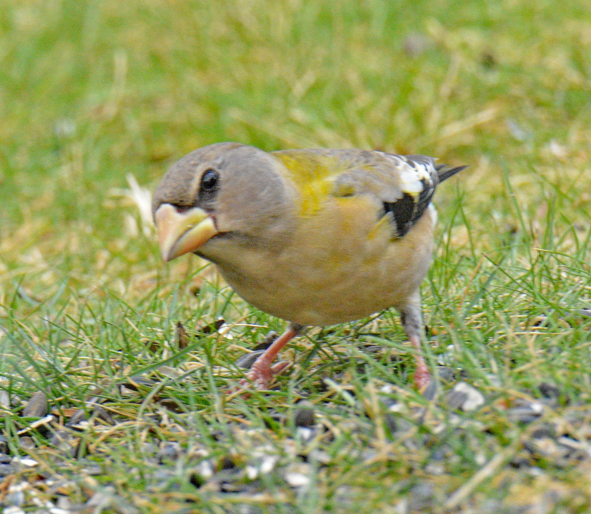 עב-מקור ערב - ML646749077