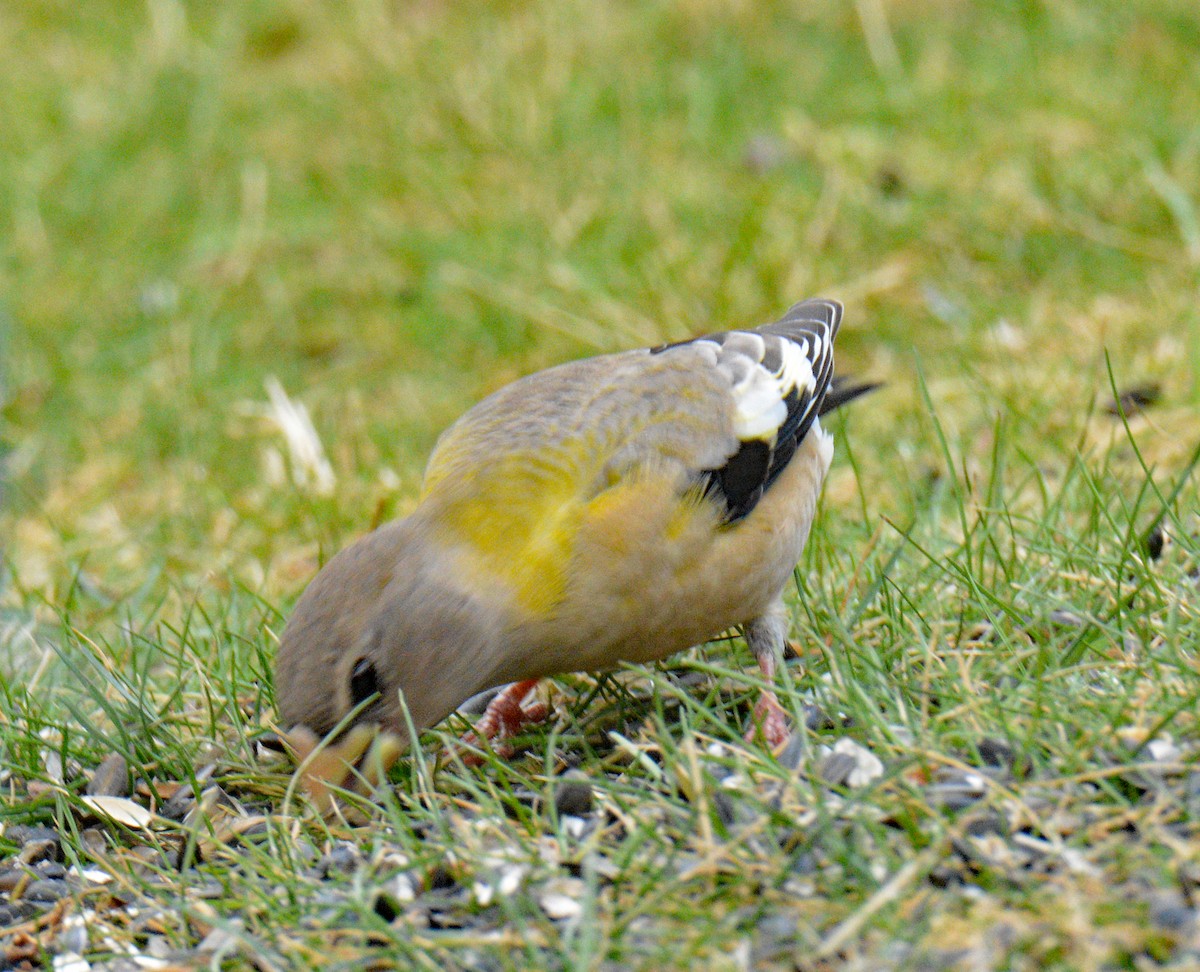 עב-מקור ערב - ML646749078
