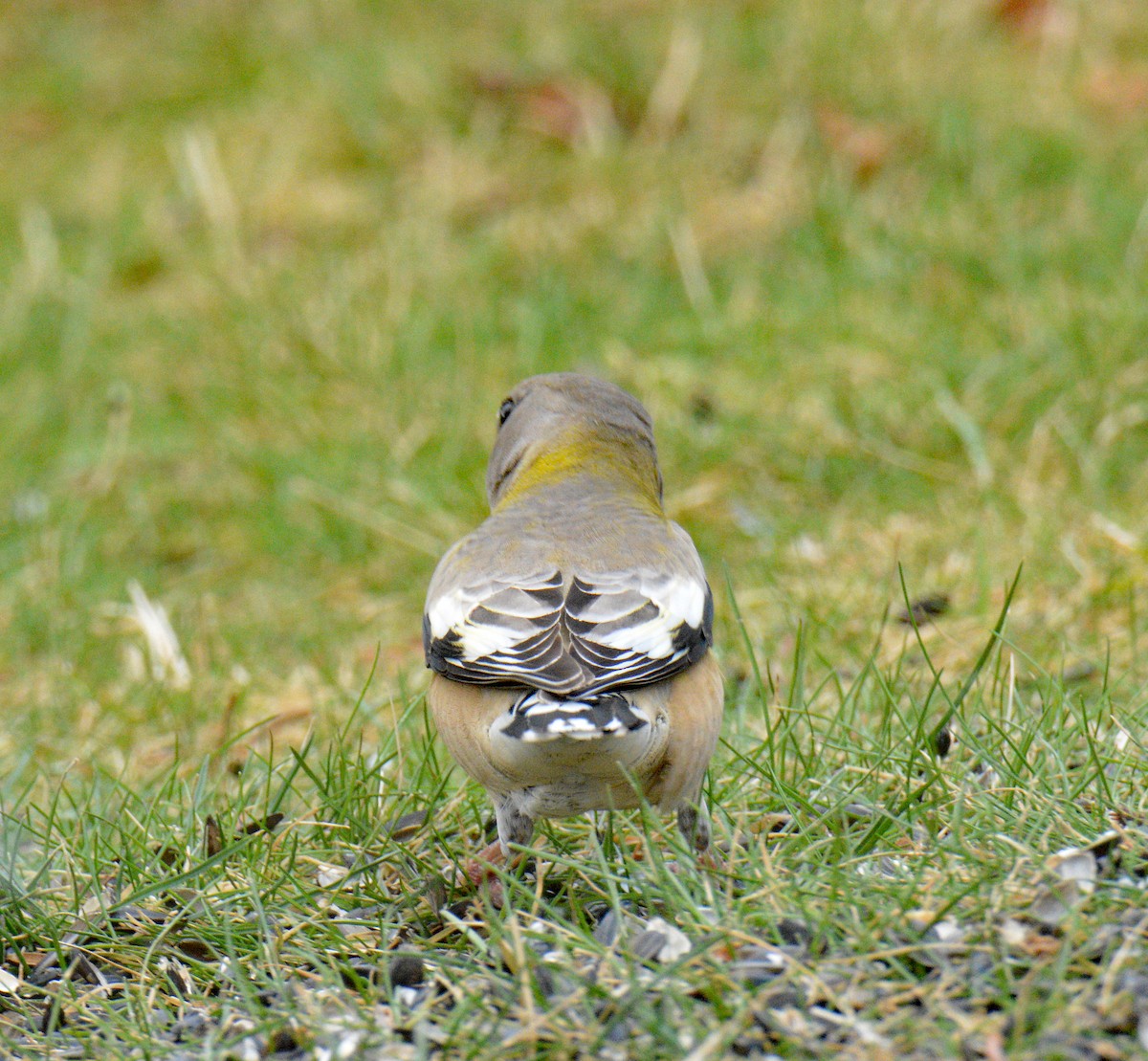 עב-מקור ערב - ML646749079