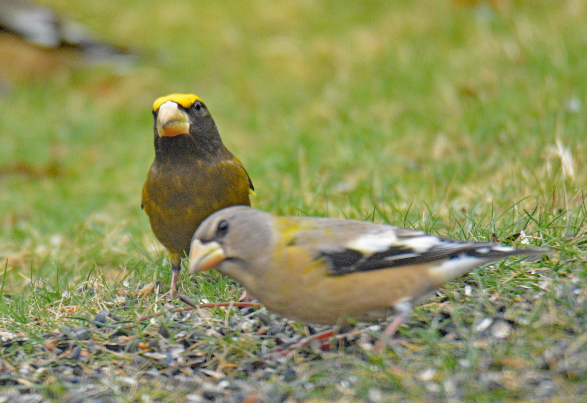 עב-מקור ערב - ML646749080