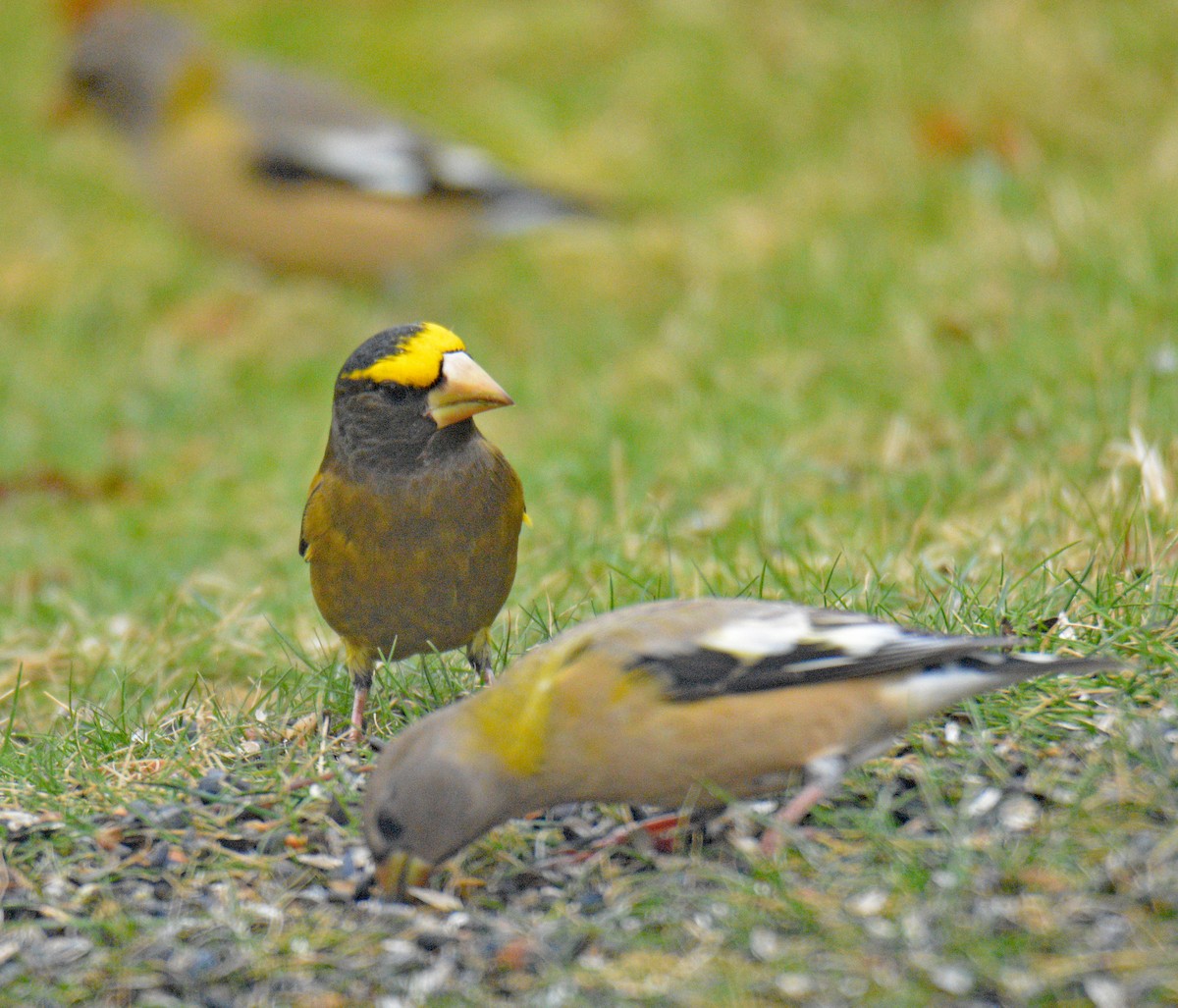 עב-מקור ערב - ML646749081