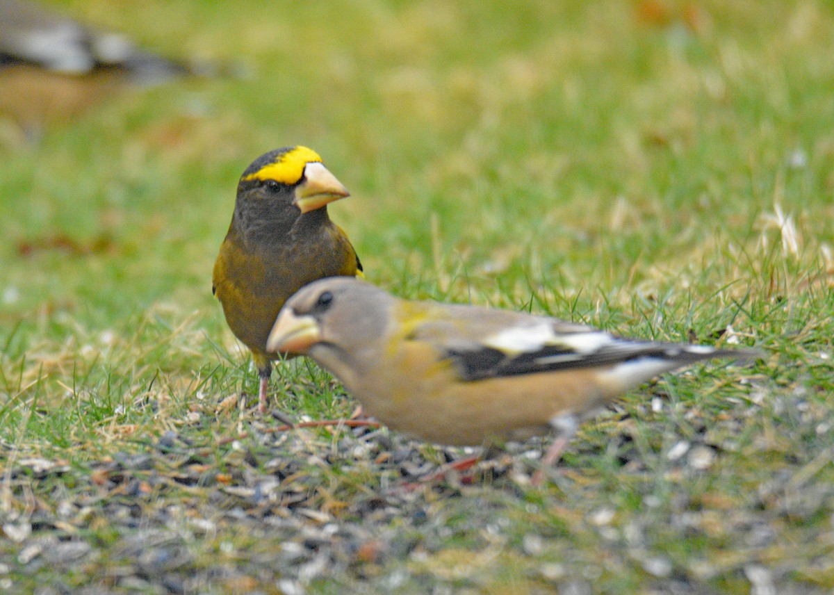 עב-מקור ערב - ML646749082