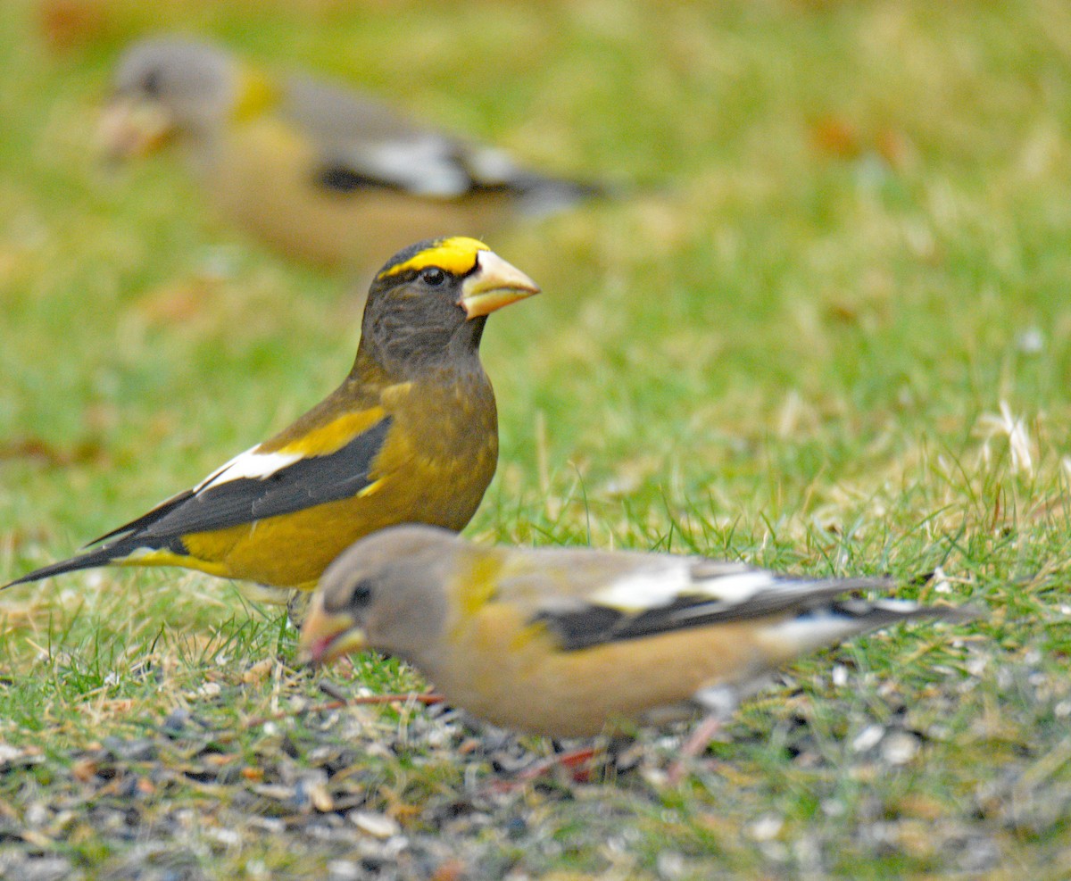עב-מקור ערב - ML646749083