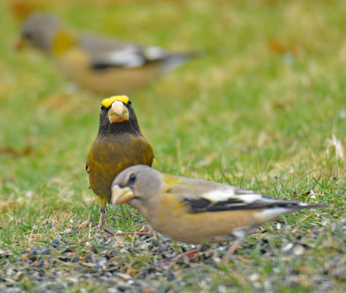 עב-מקור ערב - ML646749085