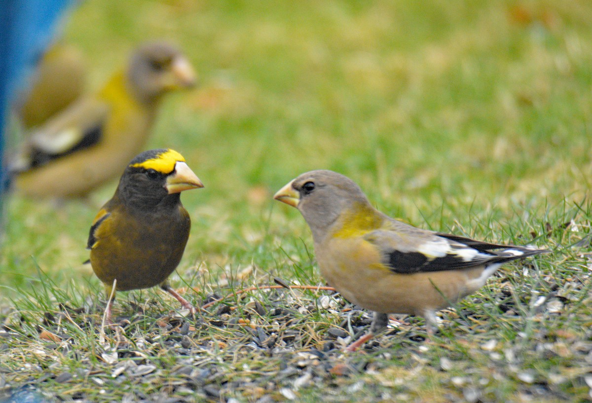 עב-מקור ערב - ML646749086