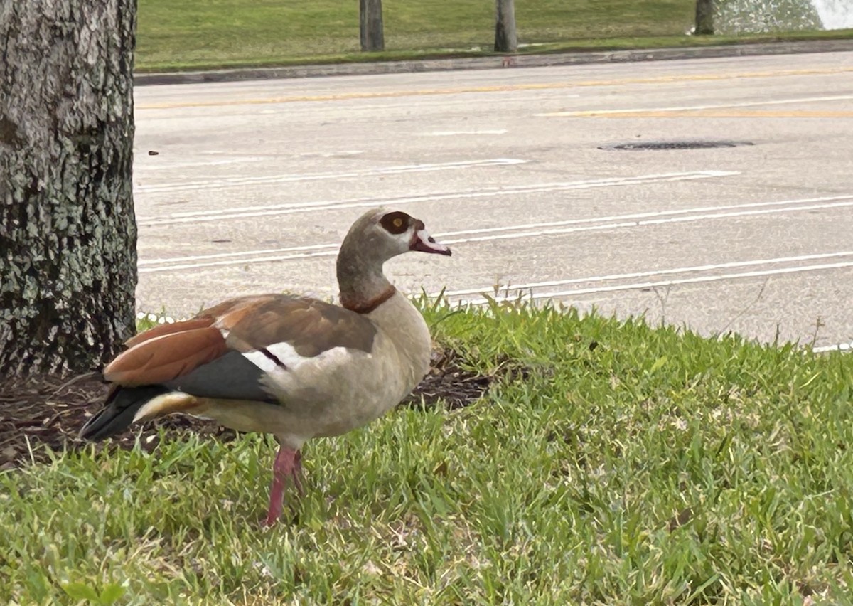 Oca egiziana - ML646749087