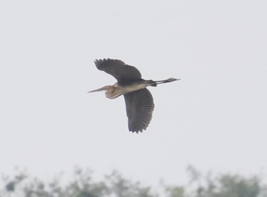 Purple Heron - ML646749091