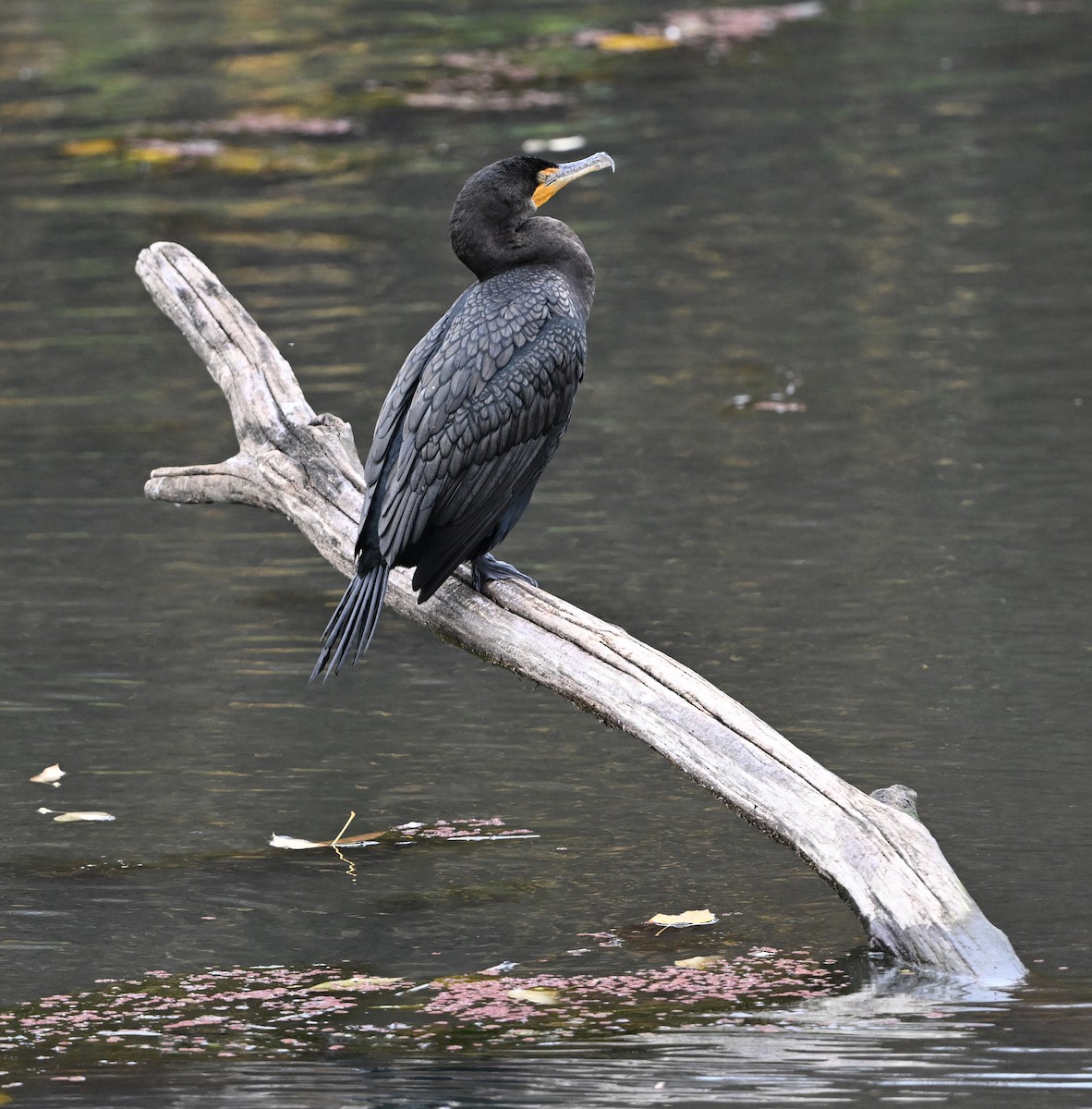 Ушастый баклан - ML646749093