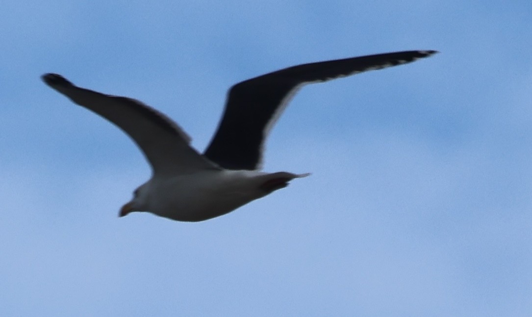 Great Black-backed Gull - ML646749106