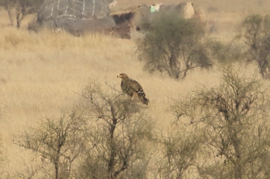 עיט ערבות - ML646749107