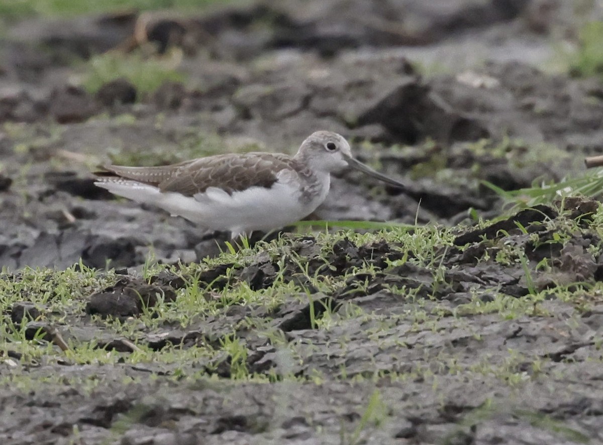 Common Greenshank - ML646749108