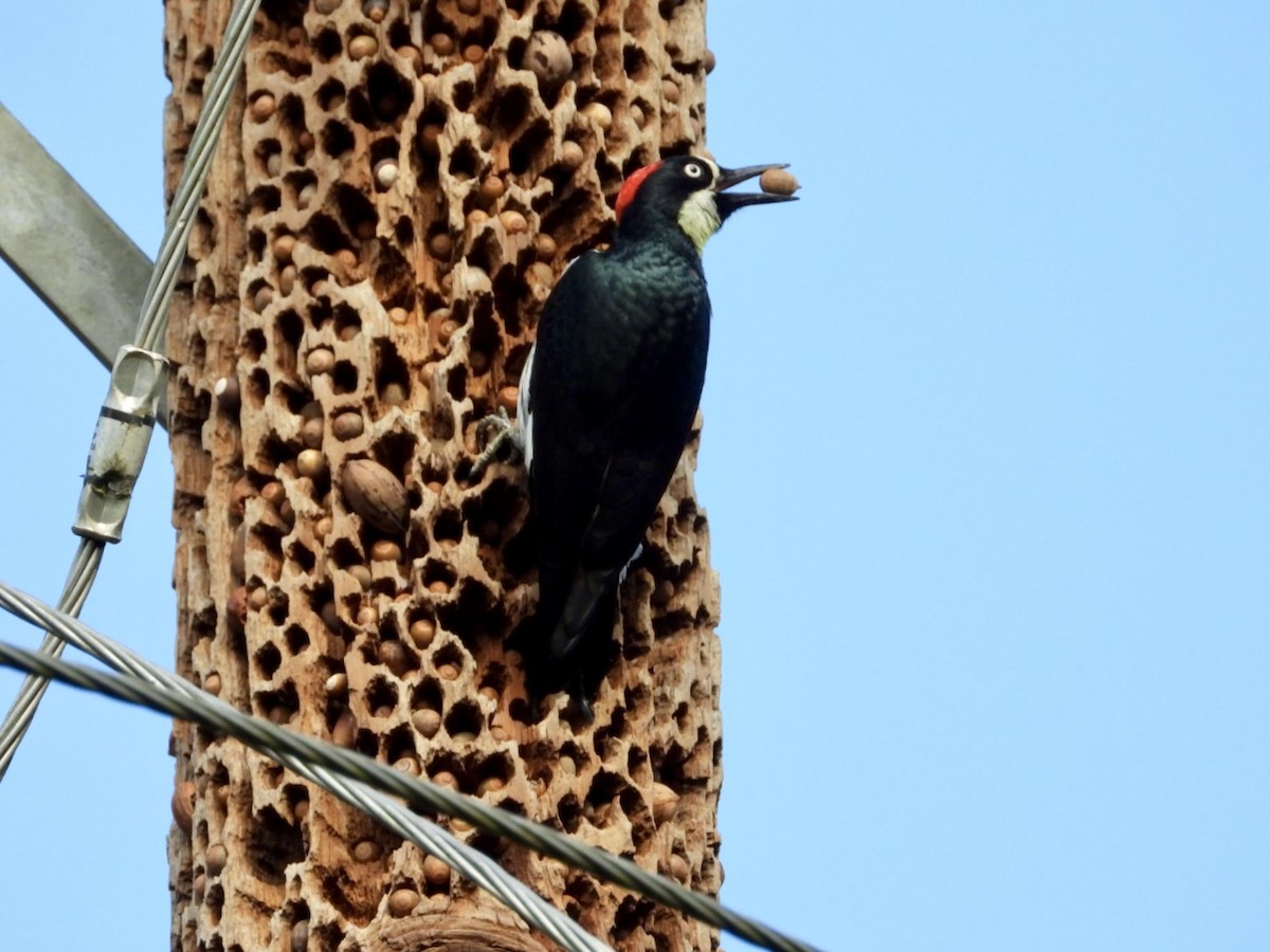 Acorn Woodpecker - ML646749109