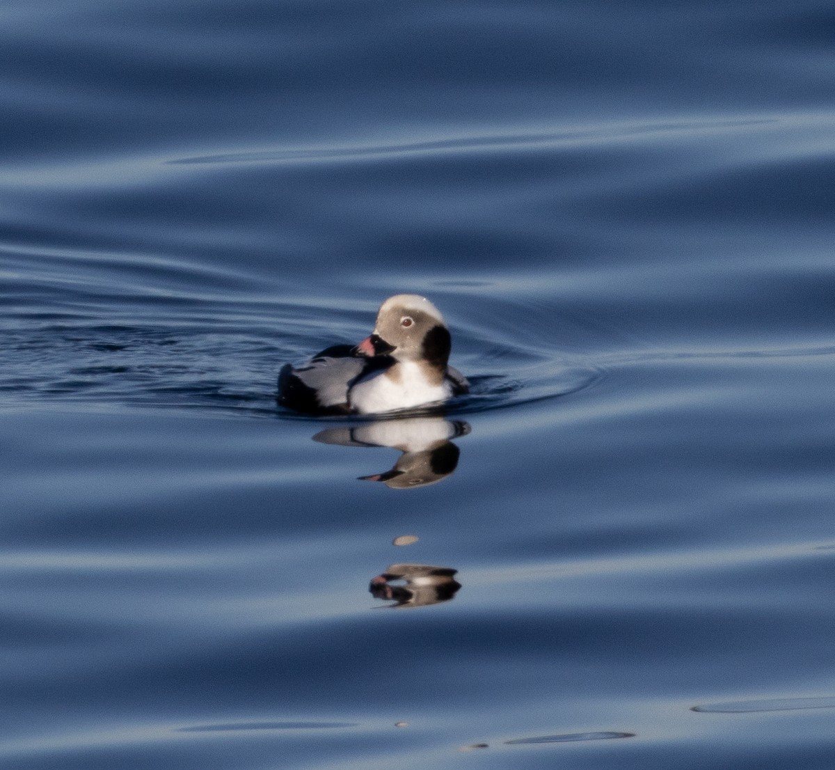 ברווז קרח - ML646749111