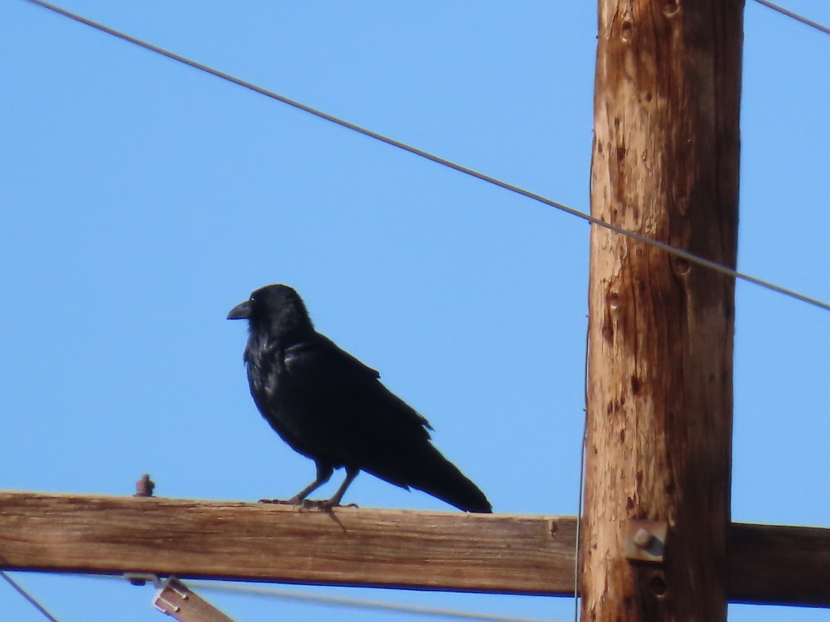עורב שחור - ML646749113