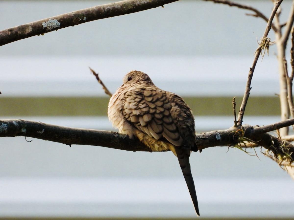 Inca Dove - ML646749114