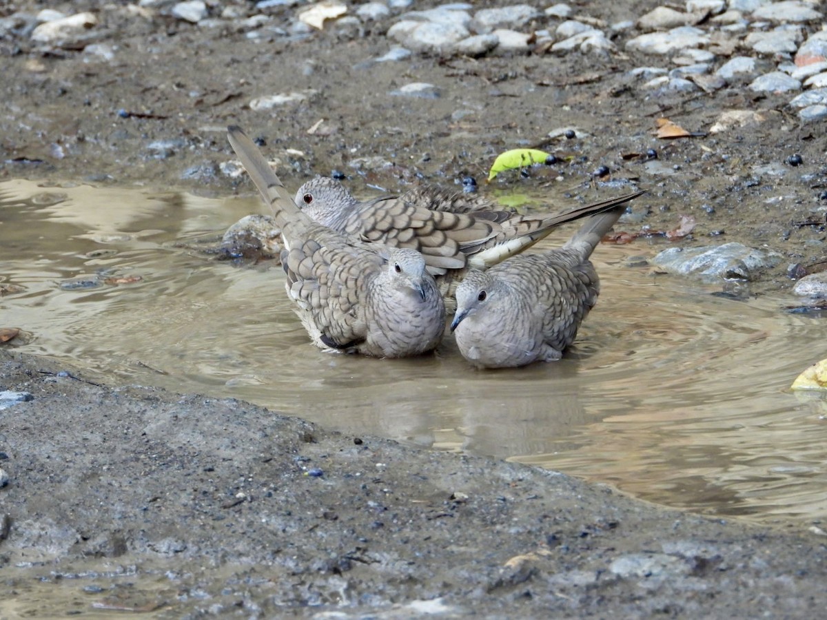 Inca Dove - ML646749115