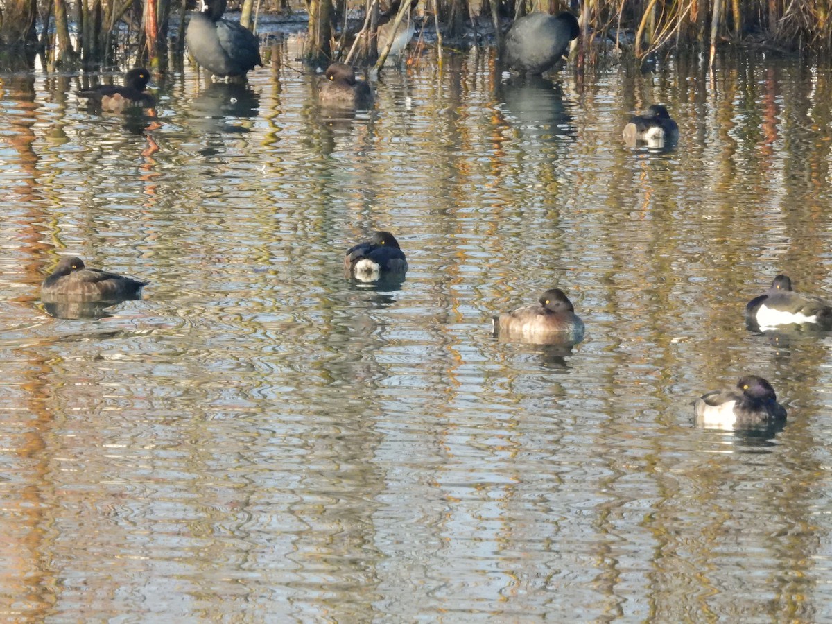 キンクロハジロ - ML646749116