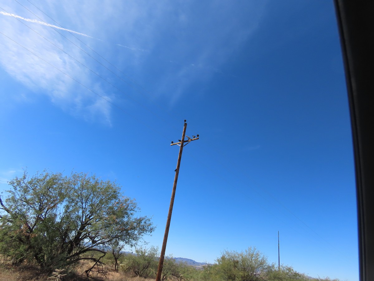 עורב שחור - ML646749118