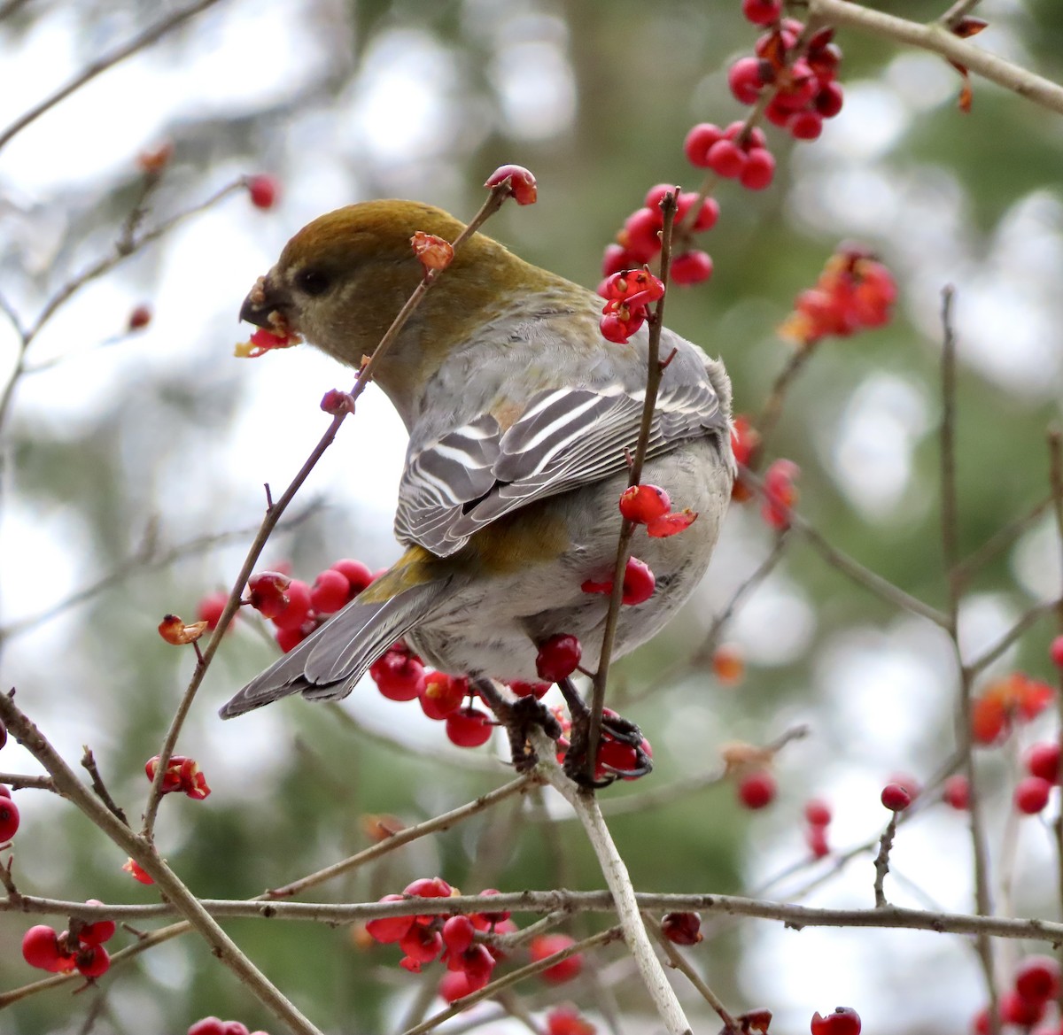Pine Grosbeak - ML646749120