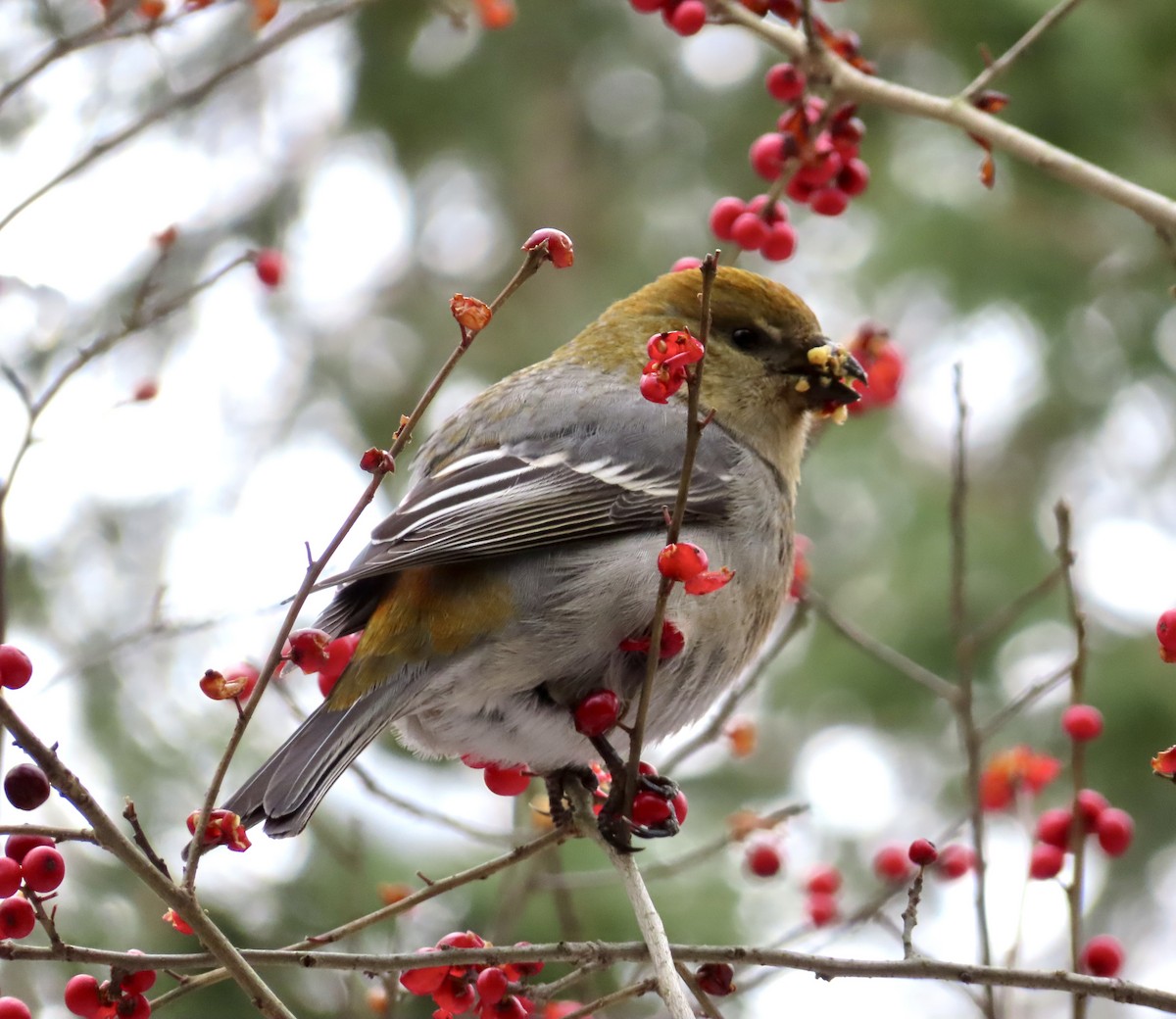 Pine Grosbeak - ML646749121