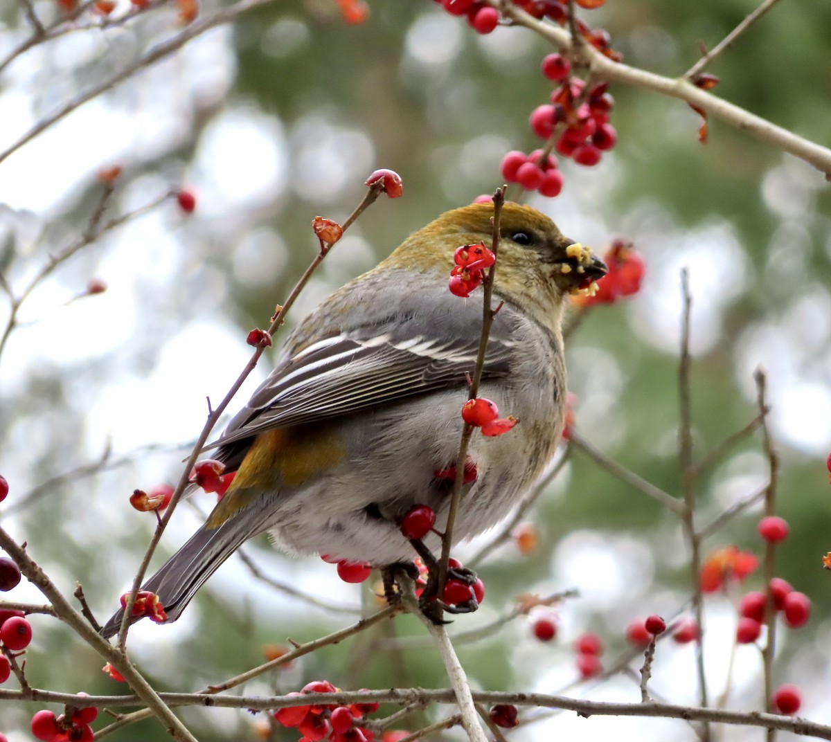Pine Grosbeak - ML646749122
