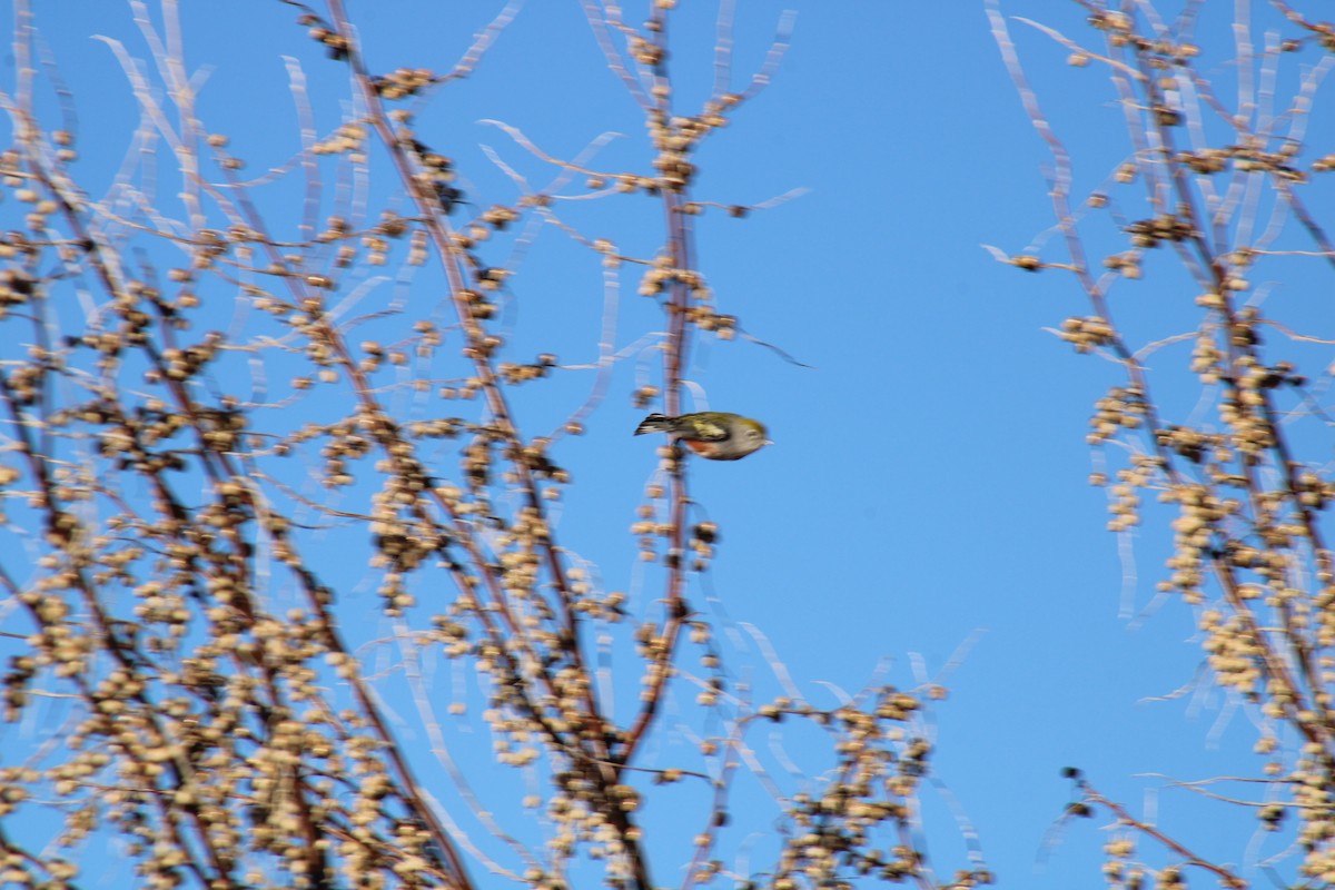 lesňáček rezavoboký - ML646749127