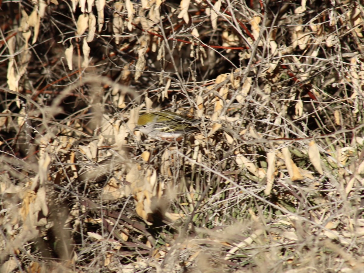 lesňáček rezavoboký - ML646749128