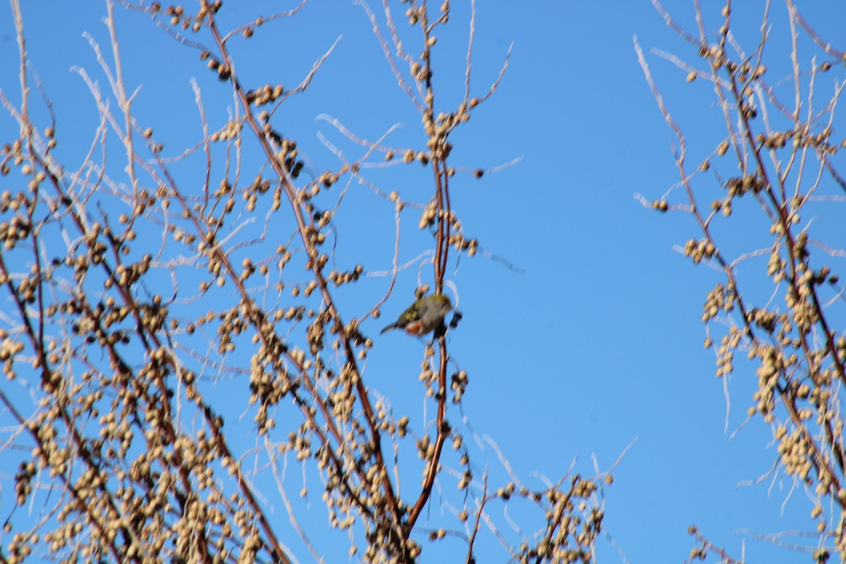 lesňáček rezavoboký - ML646749129