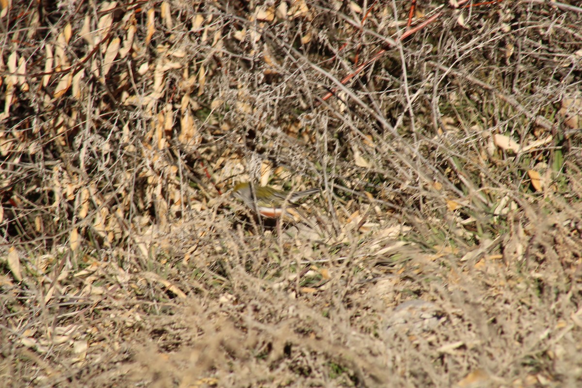 lesňáček rezavoboký - ML646749130