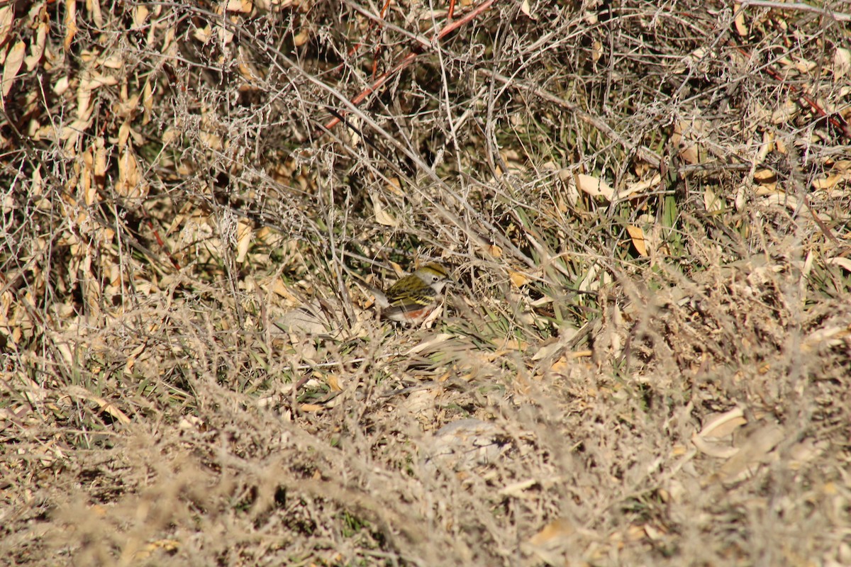 lesňáček rezavoboký - ML646749131