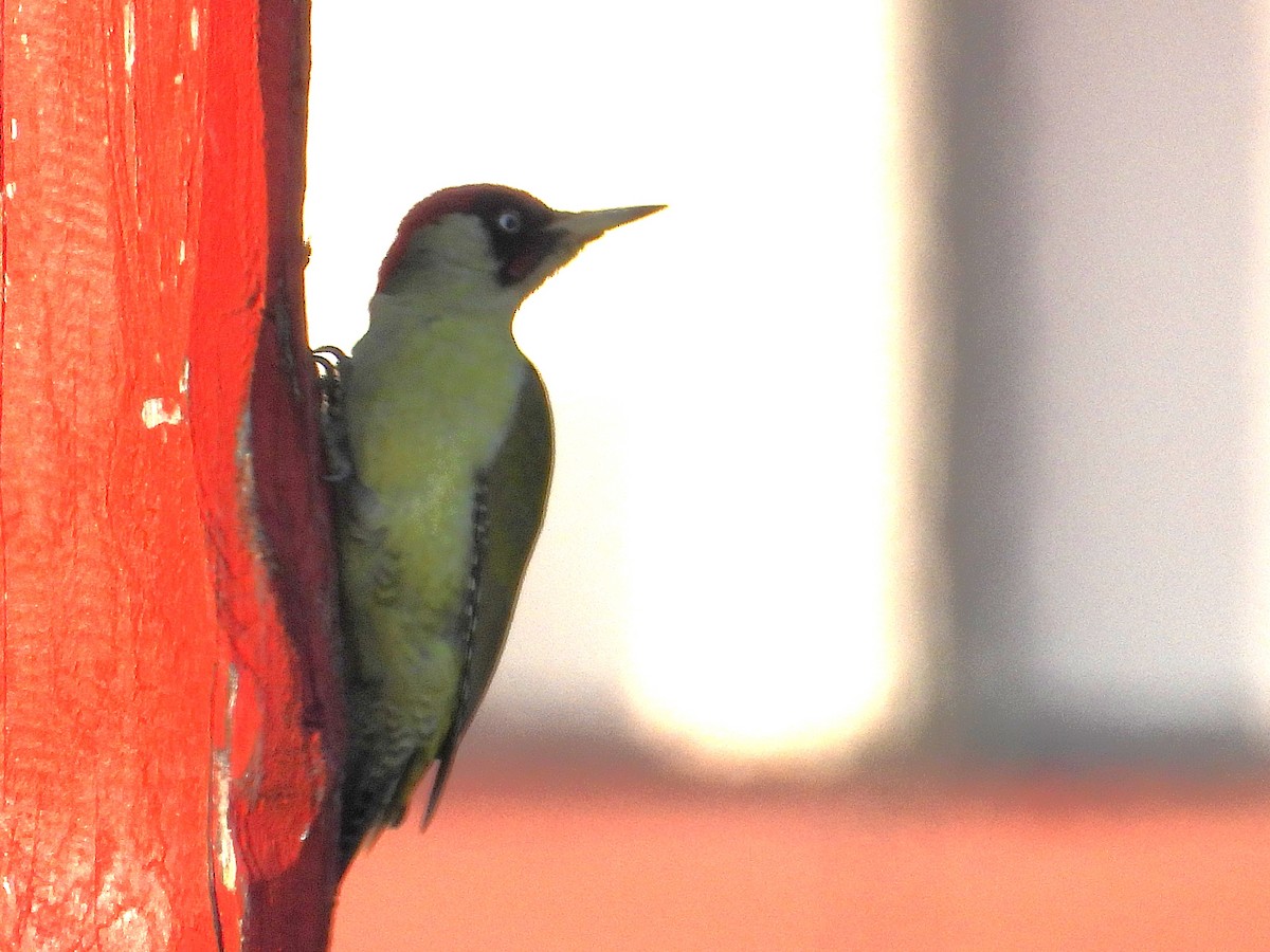 ヨーロッパアオゲラ - ML646749132