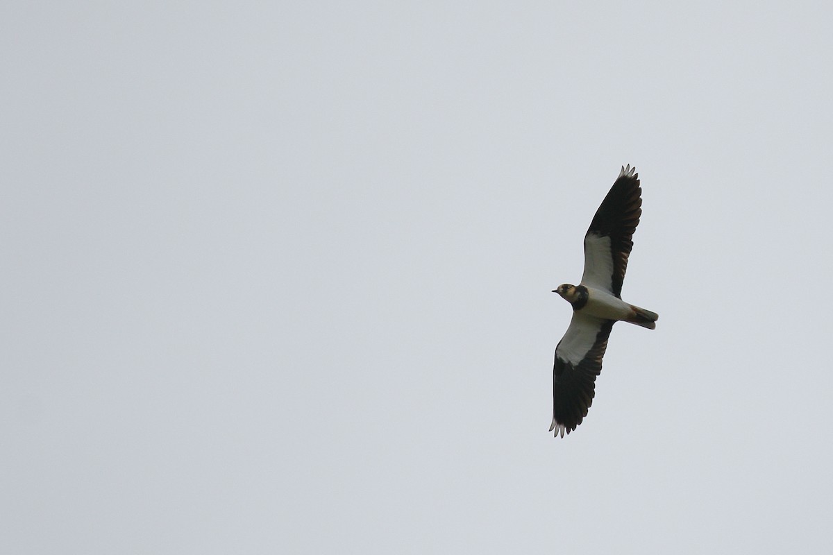 Northern Lapwing - ML646749134