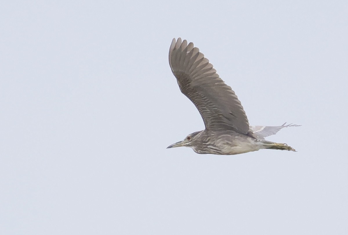 Black-crowned Night Heron - ML646749137