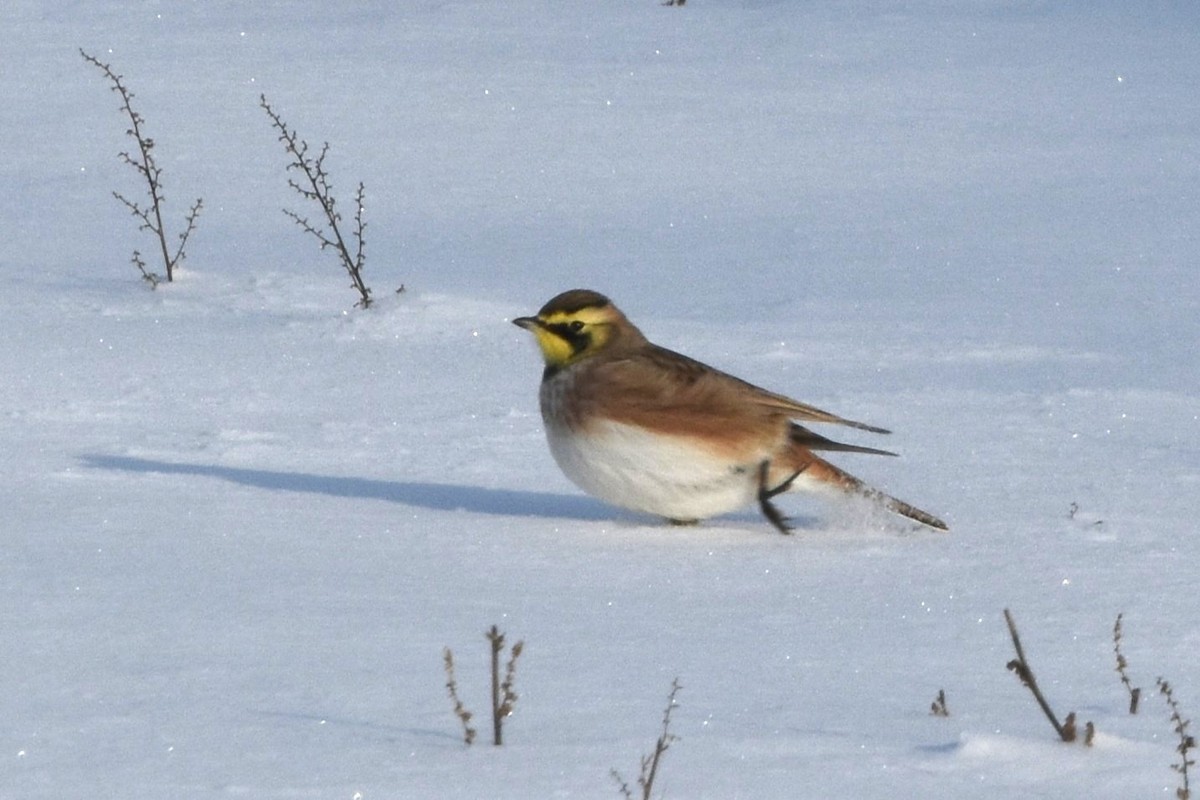 Horned Lark - ML646749142