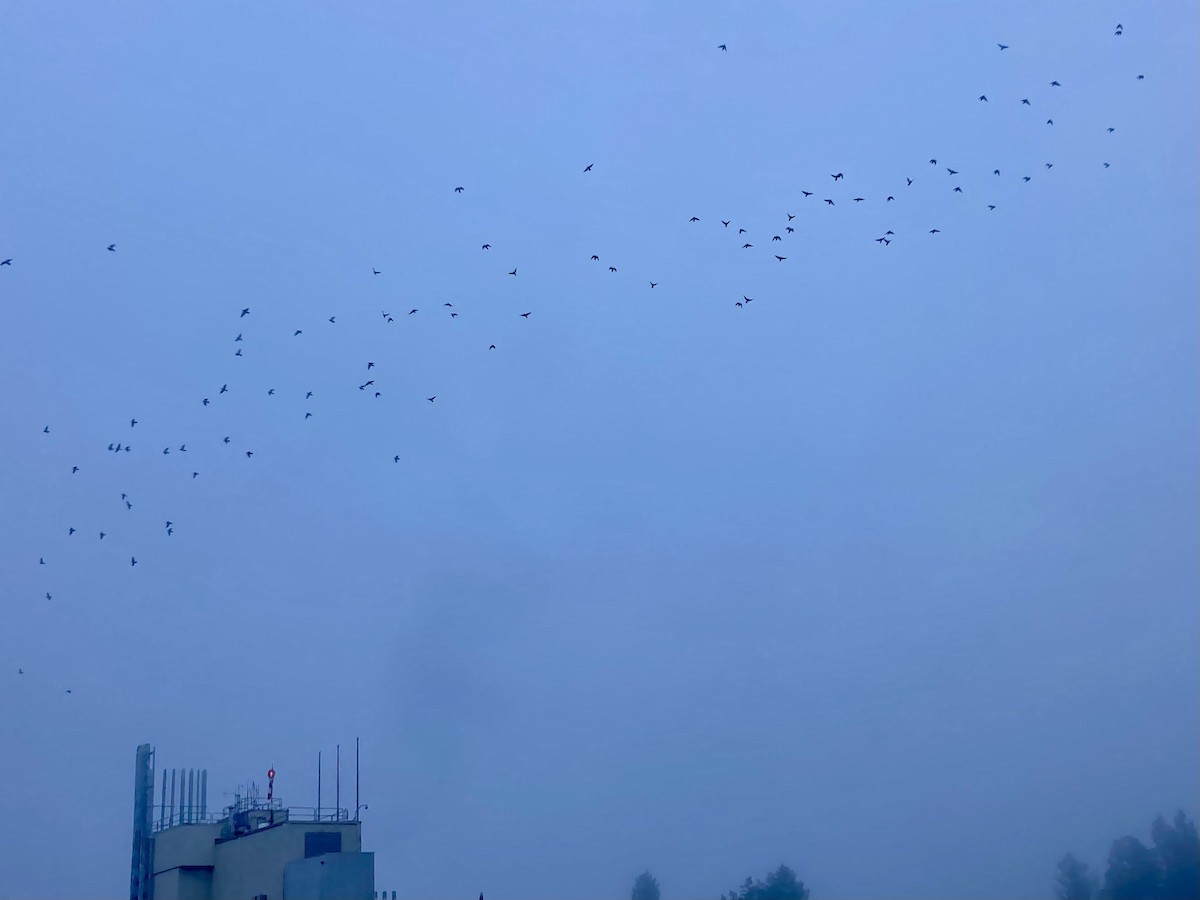 Rock Pigeon (Feral Pigeon) - ML646749144