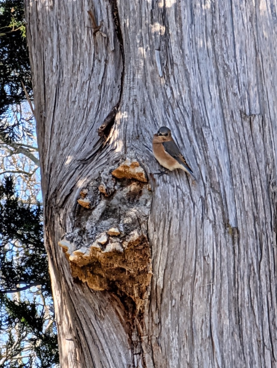 Azulejo Oriental - ML646749145