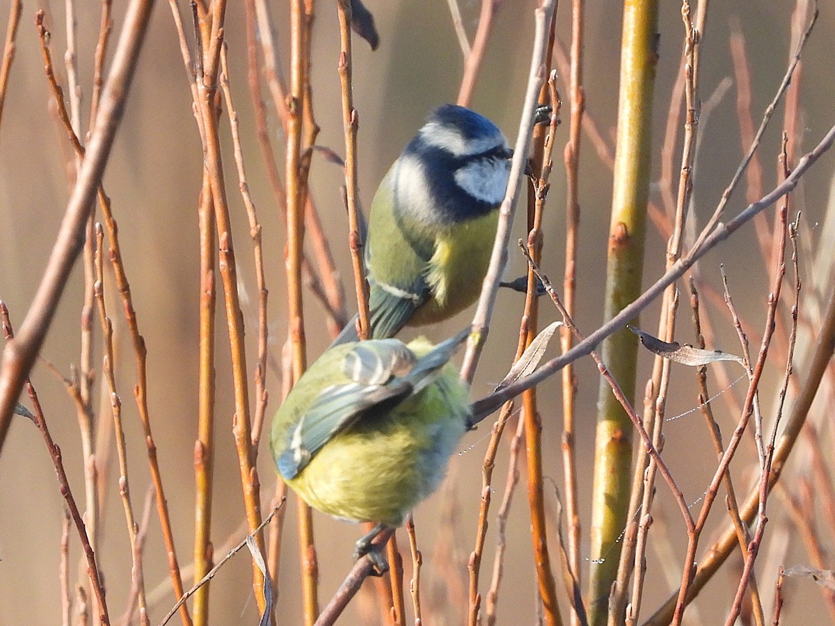 Eurasian Blue Tit - ML646749146