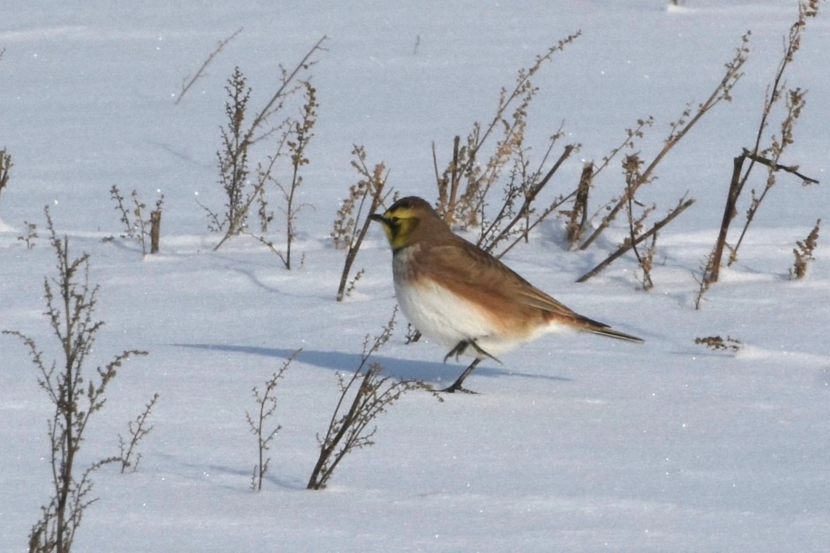 Horned Lark - ML646749151