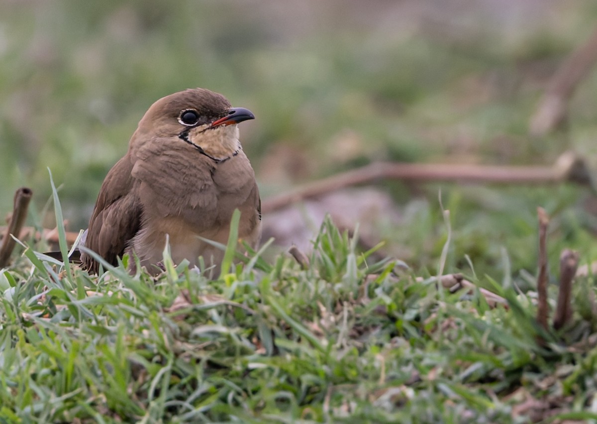 Collared Pratincole - ML646749153