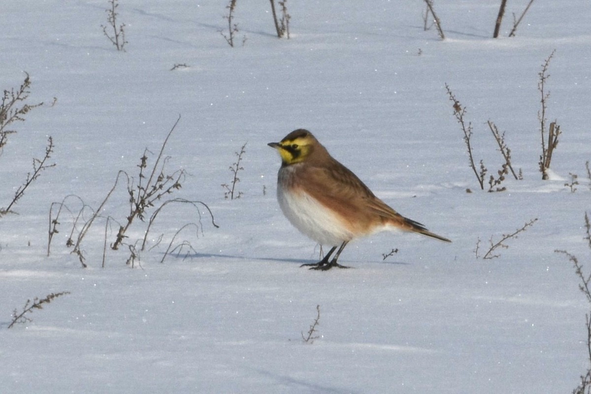 Horned Lark - ML646749156