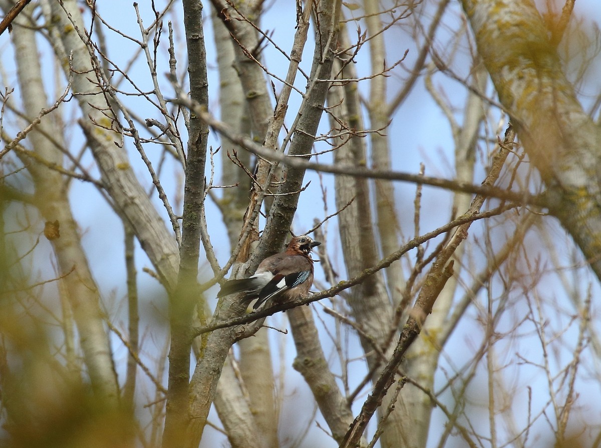 Eurasian Jay - ML646749157