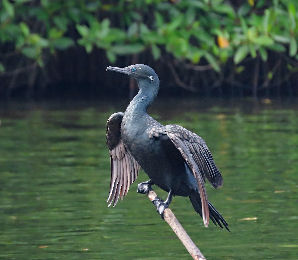 Баклан індійський - ML646749160