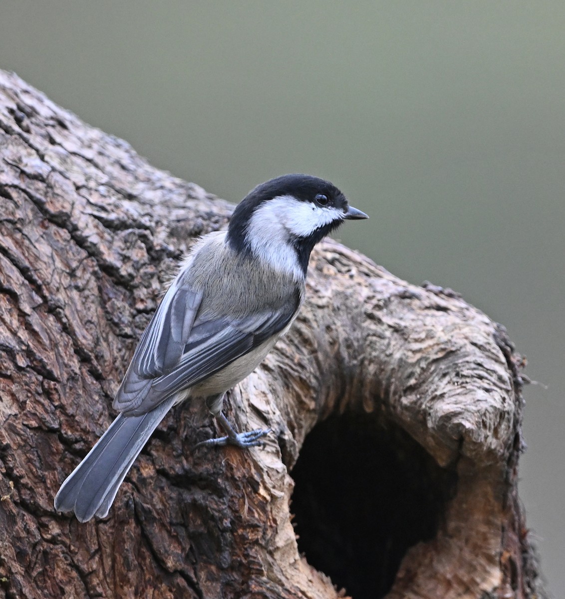 Гаїчка світлокрила - ML646749161