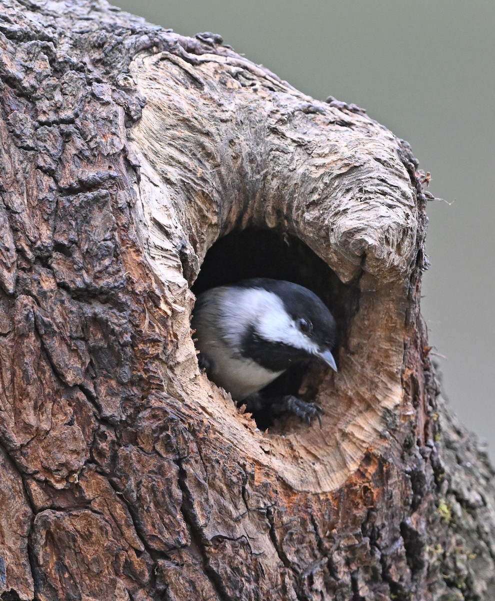 Гаїчка світлокрила - ML646749162