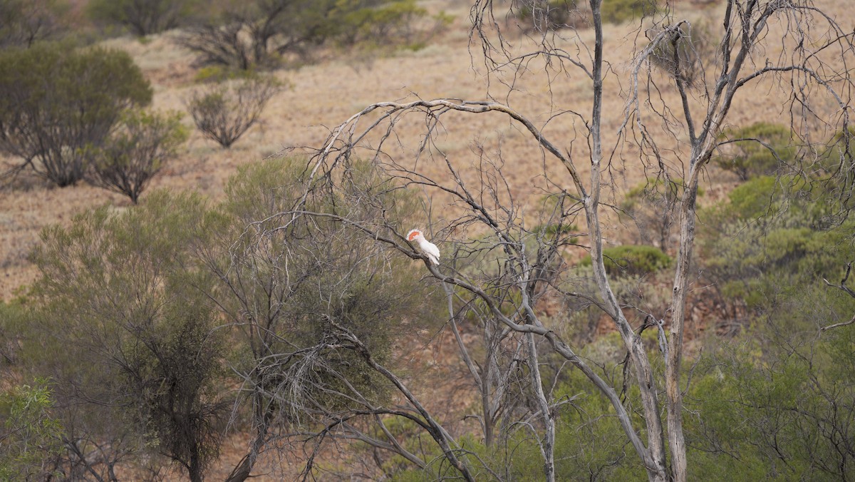 Pink Cockatoo - ML646749164
